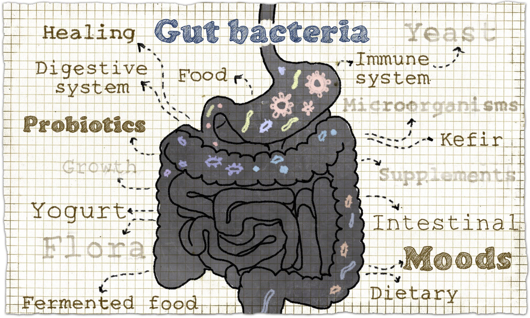 Can a Healthy Gut Balance Your Mood? Can a Healthy Gut Balance Your Mood?