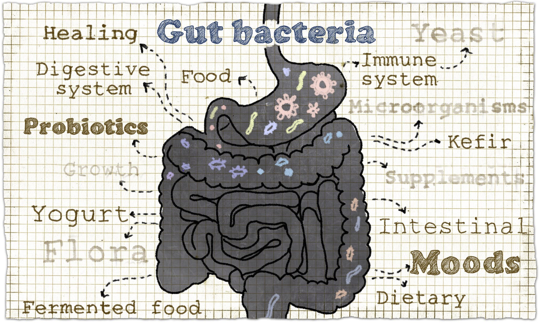 Can a Healthy Gut Balance Your Mood?